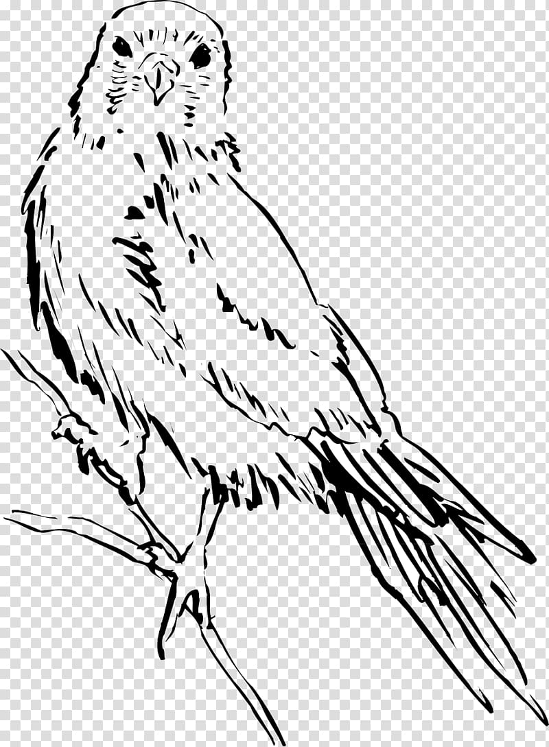 Bird Drawing Black and white , Bird transparent background PNG clipart