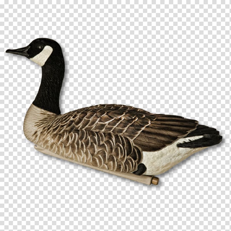 Canada Goose Greylag goose Mallard, goose transparent background PNG clipart