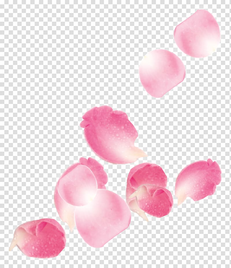 Beach rose Petal Flower, Pink falling rose petal wedding transparent background PNG clipart