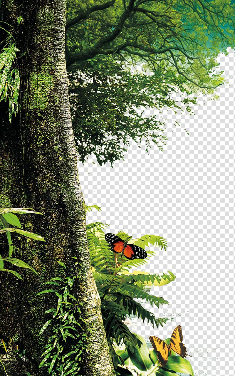 Tree Nature Landscape painting Leaf, Forest trees, orange and black butterly transparent background PNG clipart