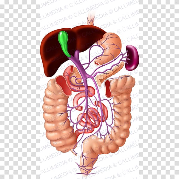 Portal venous system Hepatic portal system Portal vein Human digestive system, others transparent background PNG clipart