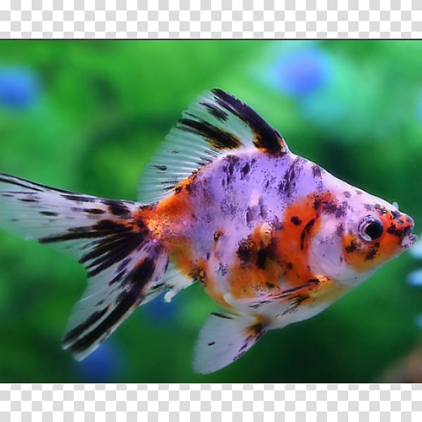 Common goldfish Veiltail Comet Ryukin Oranda, fish transparent background PNG clipart