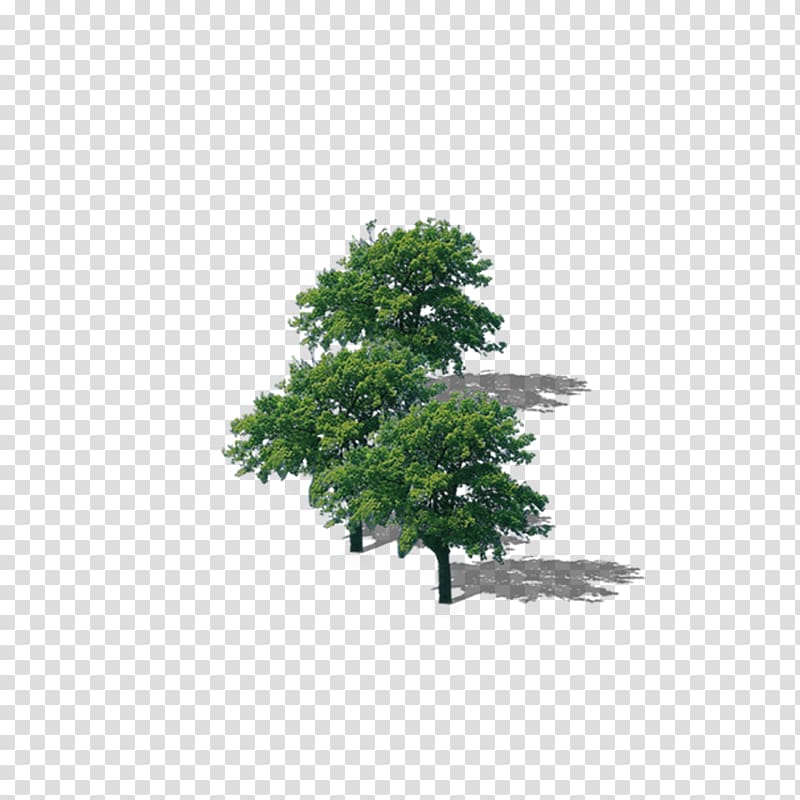 Branch Top tree , Tree tree lush tree top, three green trees transparent background PNG clipart