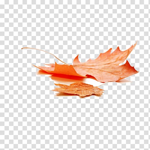 brown leaf, Autumn leaf color Maple leaf, Beautiful autumn leaves transparent background PNG clipart