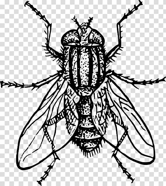 Housefly Drawing Insect, fly transparent background PNG clipart