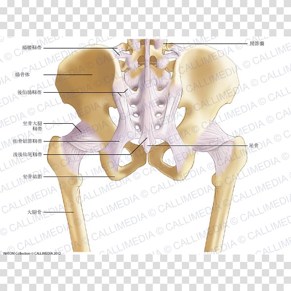 The Female Pelvis Anatomy & Exercises Hip Bone Ligament, Pelvic transparent background PNG clipart