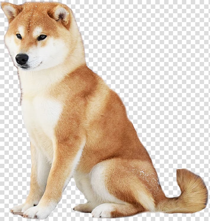 Shiba Inu Canaan Dog Akita Norwegian Lundehund Shikoku, Shiba Inu transparent background PNG clipart