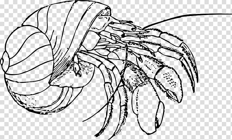 Hermit crab Coloring book Drawing , hermit crab transparent background PNG clipart