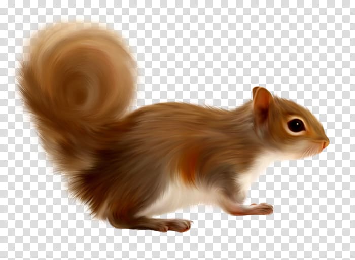 Gerbil Tree squirrels , others transparent background PNG clipart