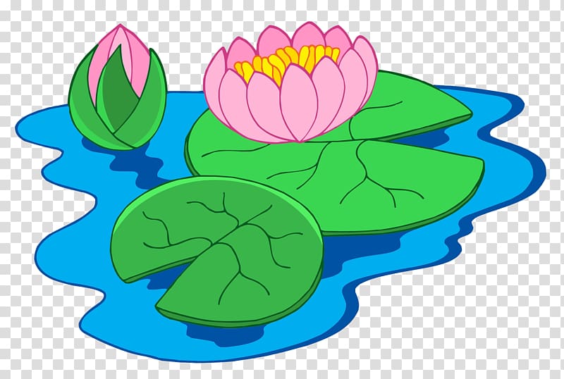 Nymphaea alba , Lotus in lotus pond transparent background PNG clipart