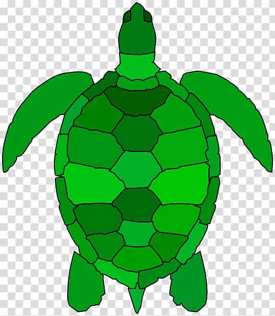 Green sea turtle , Stylized transparent background PNG clipart