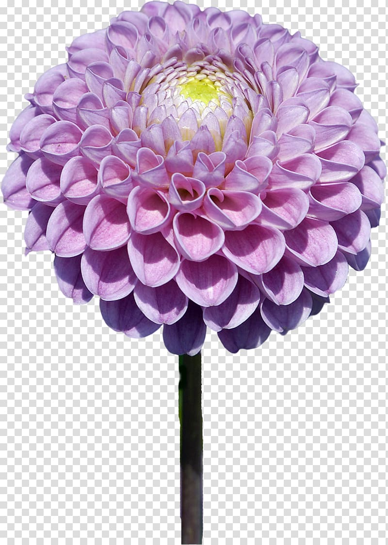 Dahlia Flower PaintShop Pro, flower transparent background PNG clipart