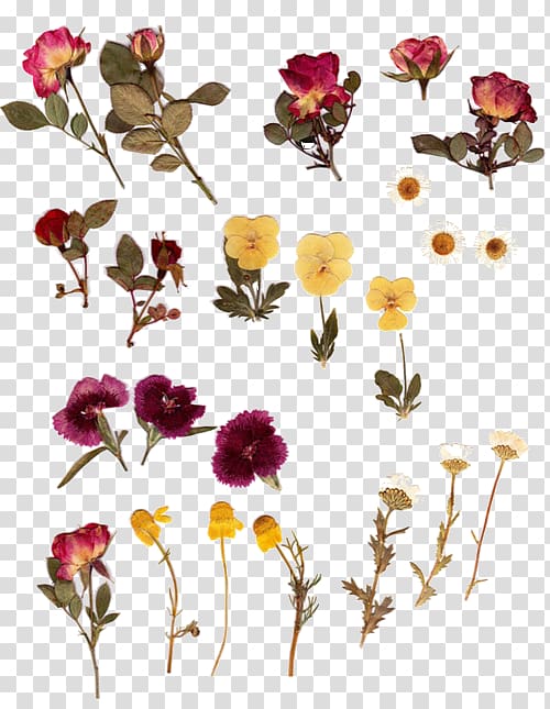 assorted-color petaled flowers illustration, Pressed flower craft Herbarium Flower bouquet, dried flowers transparent background PNG clipart