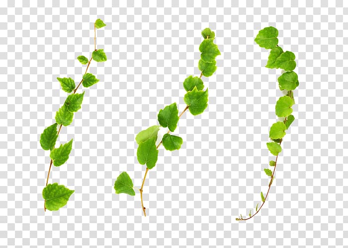 English ivy plant, Green vines transparent background PNG clipart