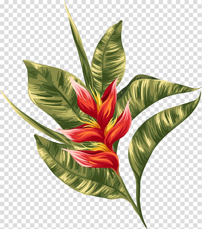 red and yellow heliconia flower painting, Hawaii Tropics , Fireworks transparent background PNG clipart