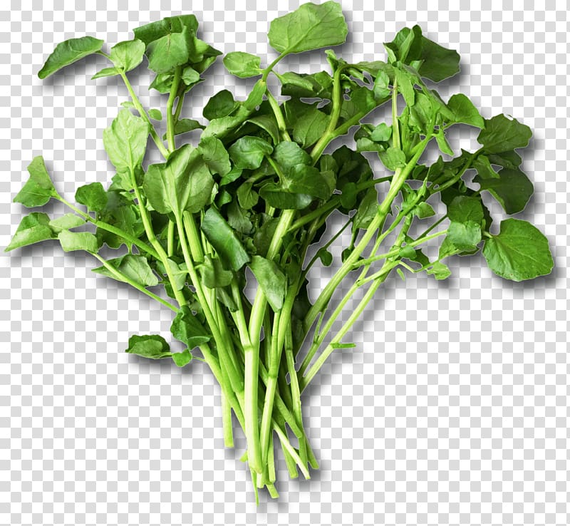 Nutrient Leaf vegetable Watercress Eating Food, health transparent background PNG clipart