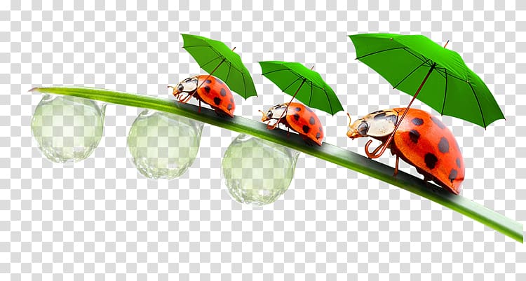 Ladybird beetle Insect , Coccinelle transparent background PNG clipart