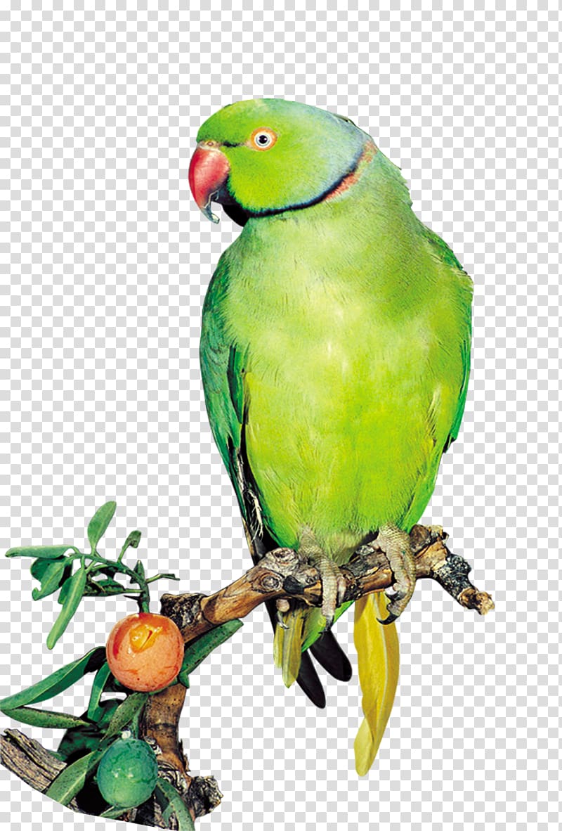 green parrot bird perching on branch, Amazon parrot Bird True parrot Computer file, parrot transparent background PNG clipart