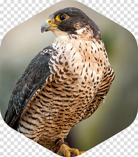 Bird Peregrine falcon, Bird transparent background PNG clipart