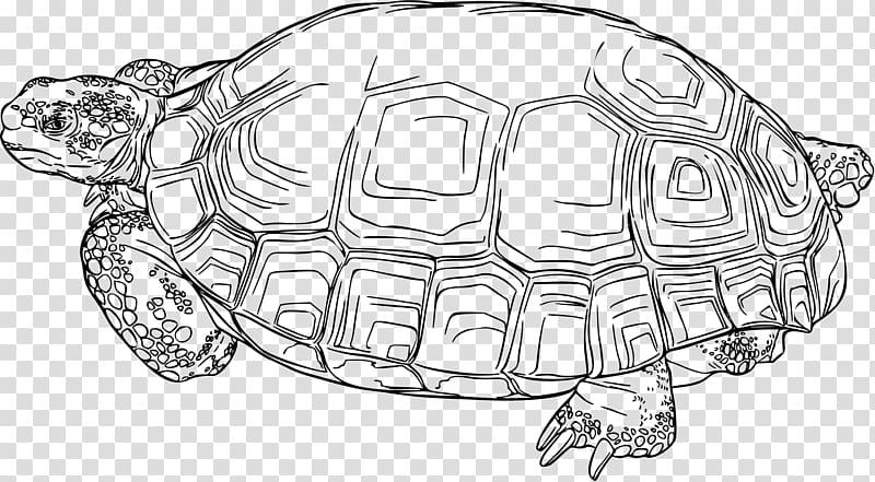 Turtle Gopherus Reptile Desert tortoise , tortoide transparent background PNG clipart