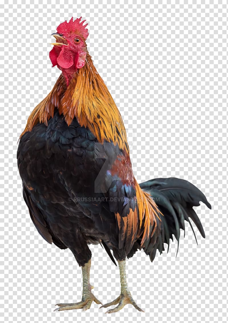 Rooster Chicken Poultry, rooster transparent background PNG clipart
