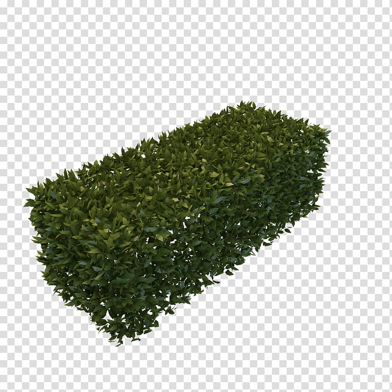 green leafed plant, Final Fantasy XV Hedge Computer Icons Shrub, Background Hedges transparent background PNG clipart