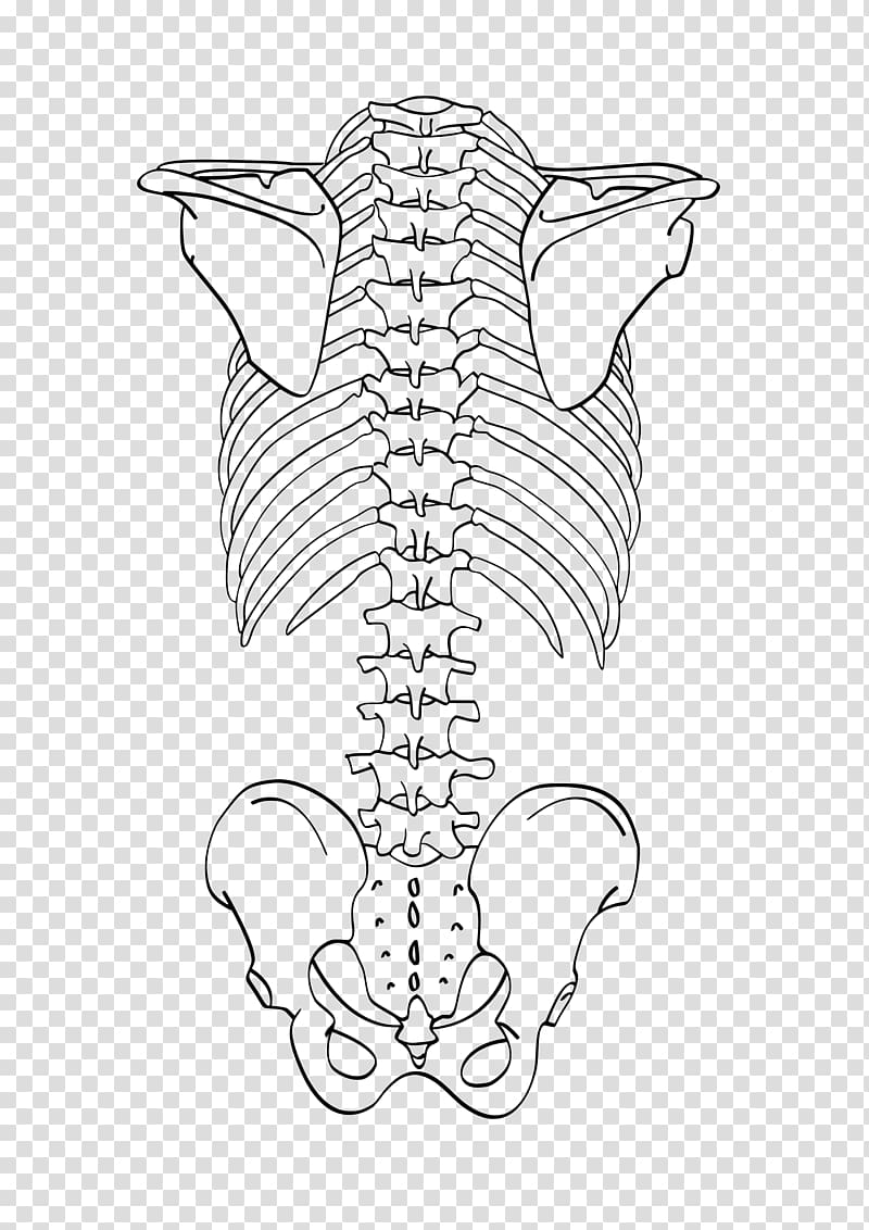 Скелет человека позвоночник сзади