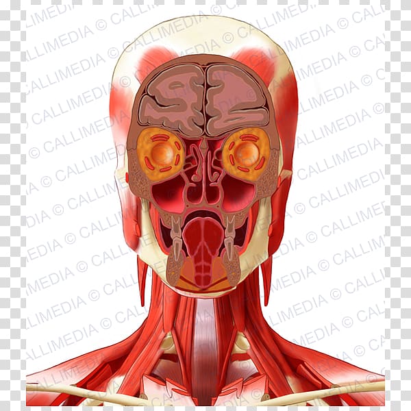 Human anatomy Human head Neck, pelvis transparent background PNG clipart