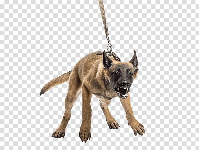 American Pit Bull Terrier Dog training Dog aggression Leash Puppy, animalbites transparent background PNG clipart