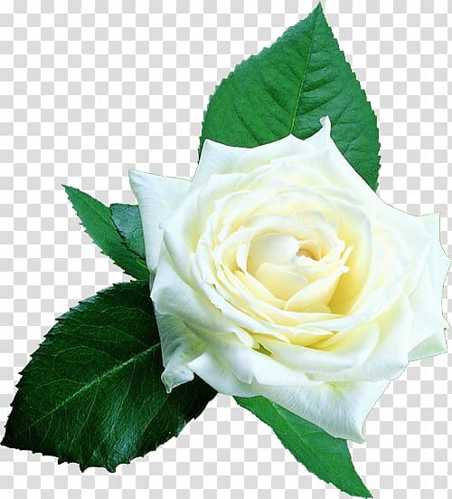 Beach rose White Google , Valentine\'s Day with a white rose Creative Free transparent background PNG clipart