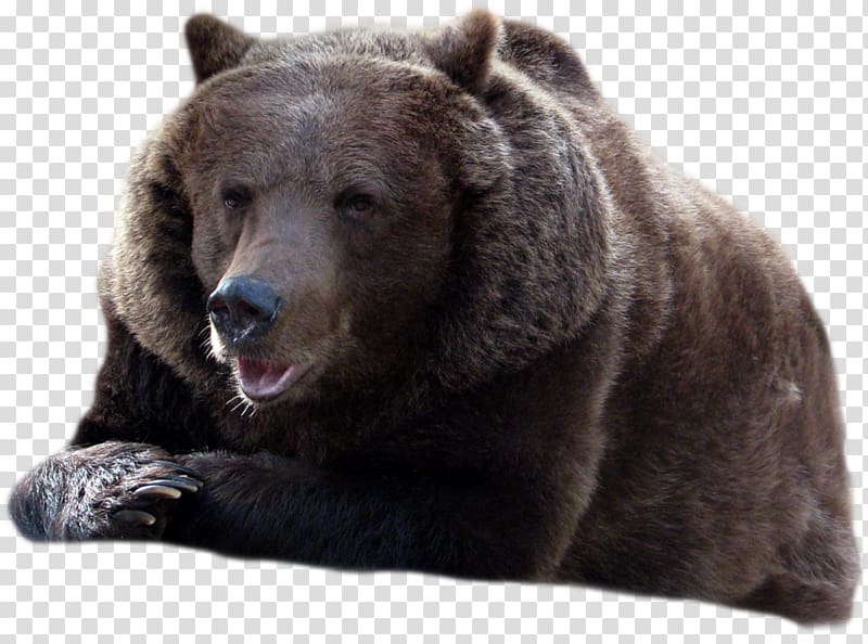 grizzly bear, Bear transparent background PNG clipart