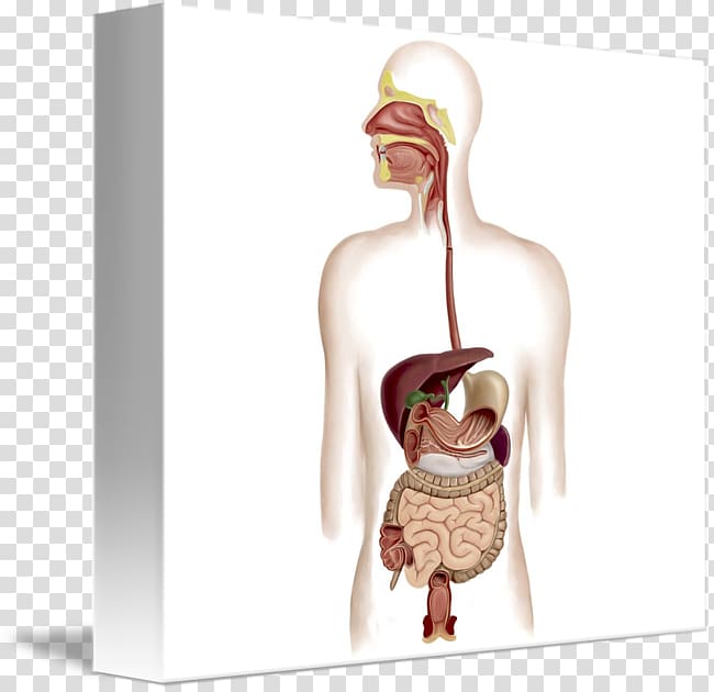 Human digestive system Digestion Gastrointestinal tract Anatomy Art, digestive system transparent background PNG clipart