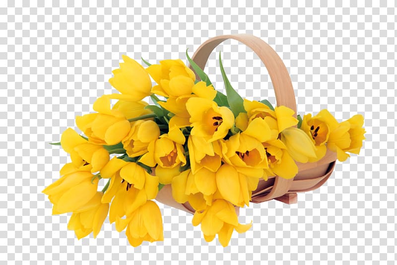 Flower Yellow Tulip, Picking tulips transparent background PNG clipart