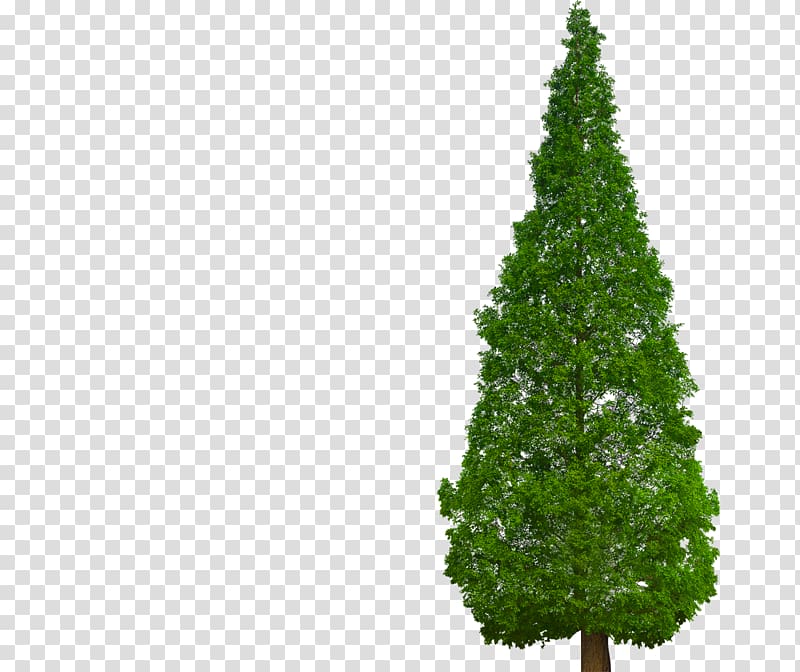 Metasequoia glyptostroboides Tree Plant Chinese fir Cypress, tree transparent background PNG clipart