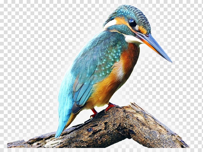 Bird Common Kingfisher Belted kingfisher River kingfishers, Bird transparent background PNG clipart