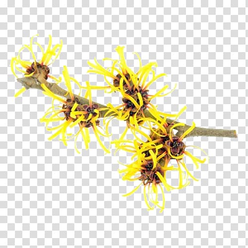 yellow petaled flowers on branch , Hamamelis virginiana Hamamelis mollis Witch hazel Extract Herbal distillate, Elements of witch hazel transparent background PNG clipart