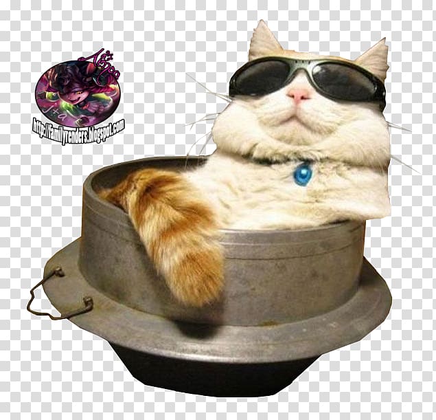 Cat Sunglasses Kitten Felidae, Cat transparent background PNG clipart
