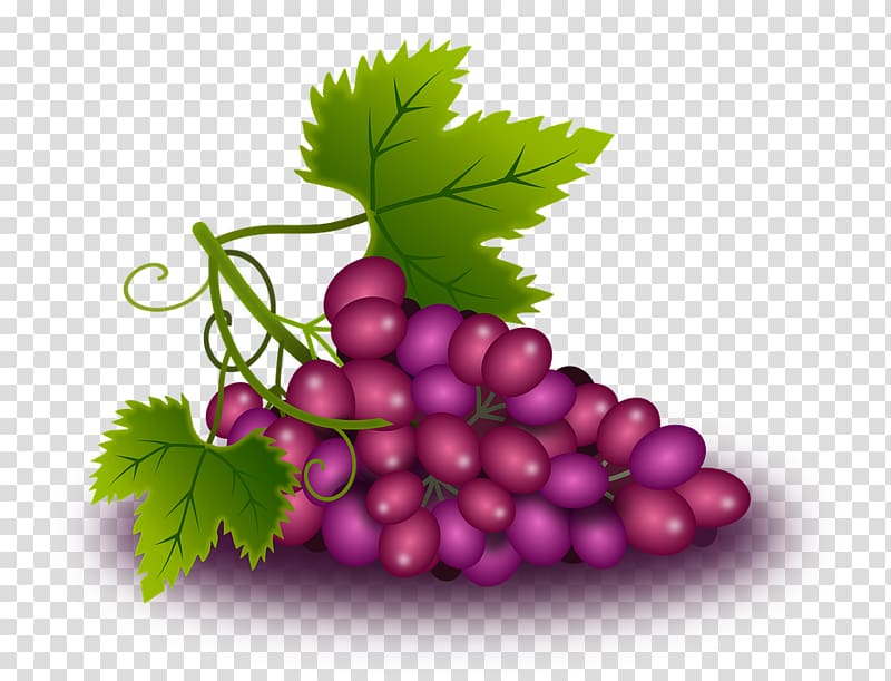Common Grape Vine Wine Grape leaves, grape transparent background PNG clipart