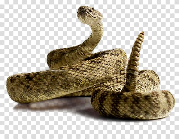 Rattlesnake , snale transparent background PNG clipart