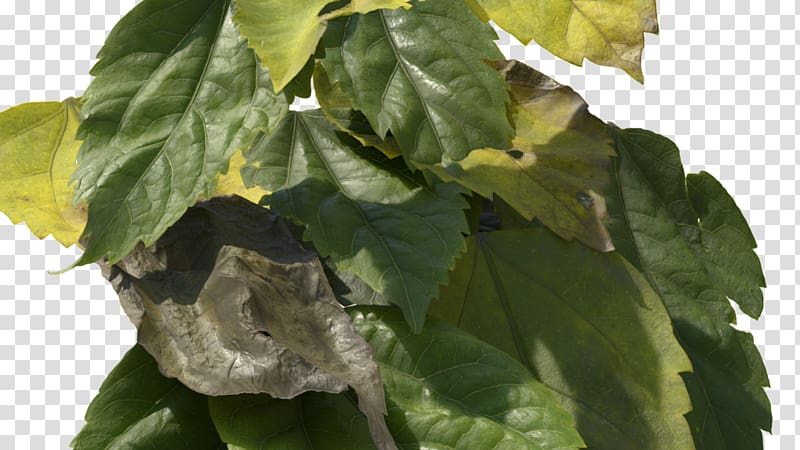 Leaf Autodesk Maya Shading Shader Texture mapping, Leaf transparent background PNG clipart