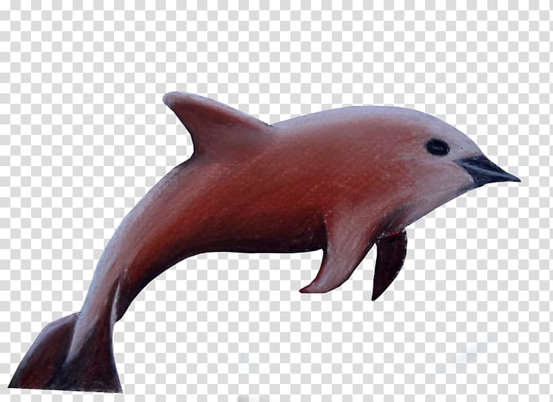 Tucuxi Common bottlenose dolphin Vaquita Marine mammal Bed bug, others transparent background PNG clipart