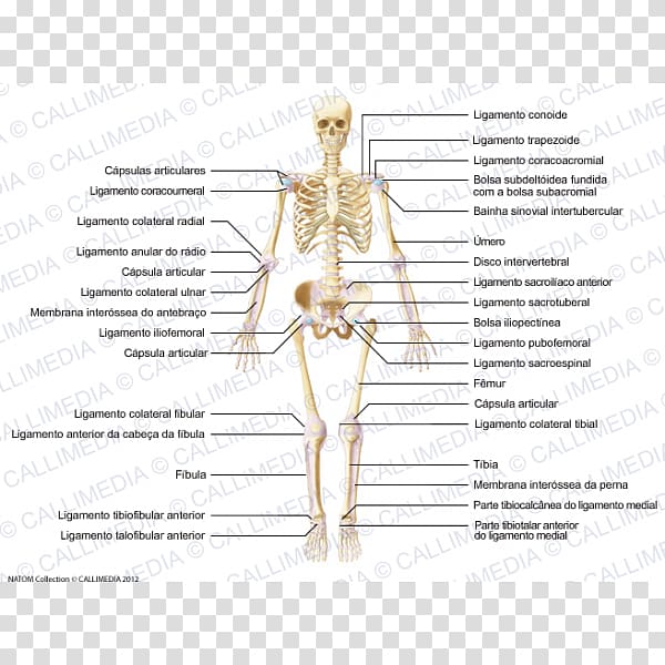Ligament Muscle Joint Anatomy Human body, capsula transparent background PNG clipart