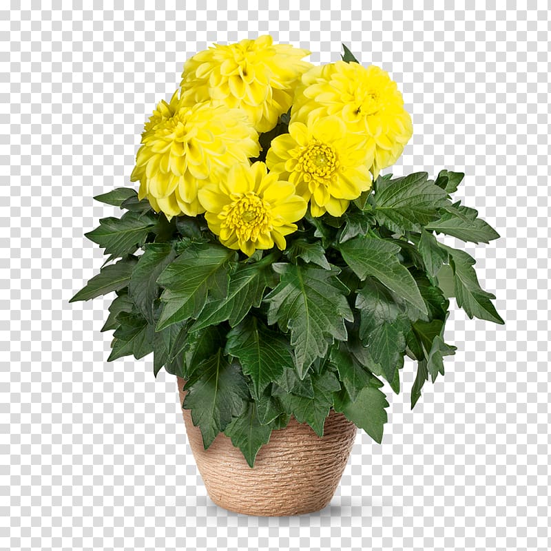 농업회사법인 (주)나라원예 Chrysanthemum Dahlia Cut flowers Flowerpot, Pelargonium transparent background PNG clipart