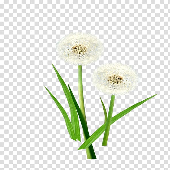 Common Dandelion, Dandelion transparent background PNG clipart