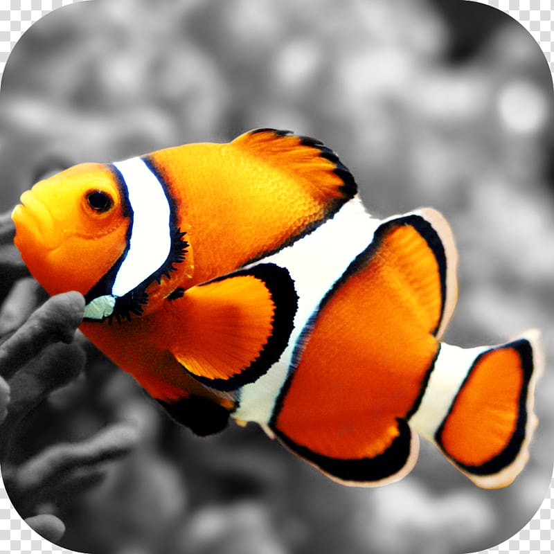 Clownfish Nemo Desktop , fish transparent background PNG clipart