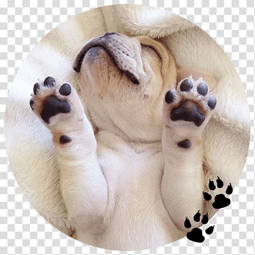 French Bulldog Puppy Paw Cuteness, puppy transparent background PNG clipart