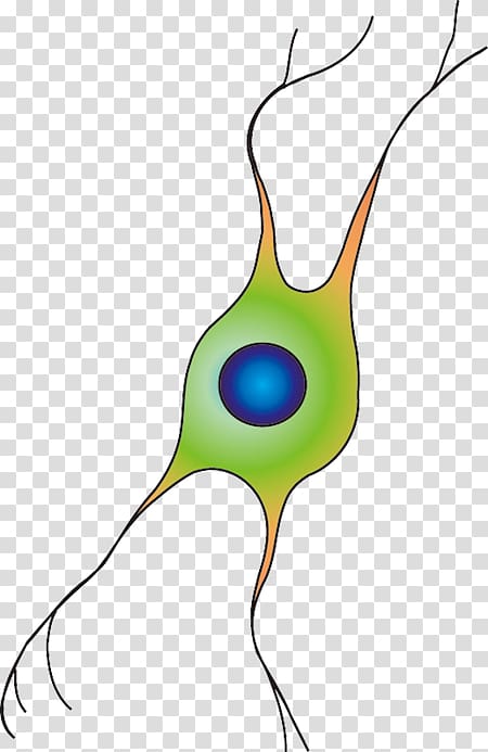 Oligodendrocyte Portable Network Graphics Database Center for Life Science Cell, transparent background PNG clipart