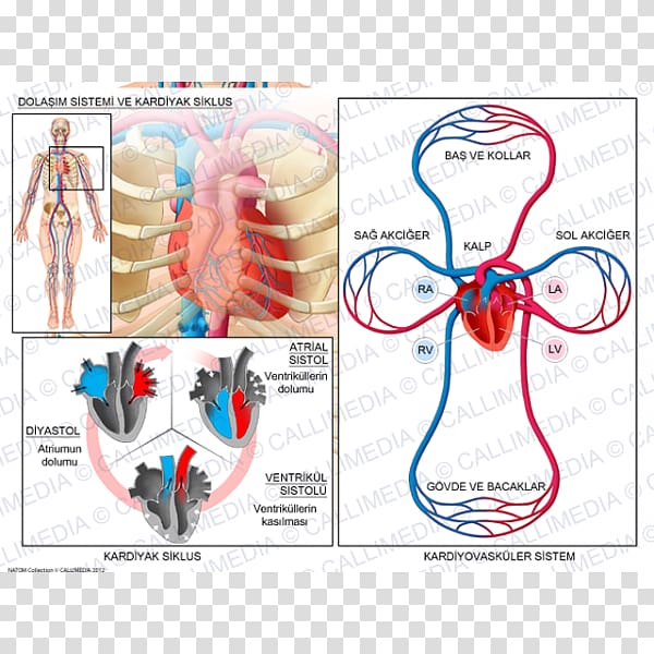 Circulatory system Cardiac cycle Cardiology Heart Biological system, heart transparent background PNG clipart
