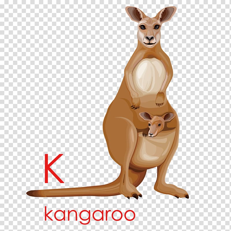 Kangaroo Cartoon Drawing Illustration, Creative English Kangaroo transparent background PNG clipart