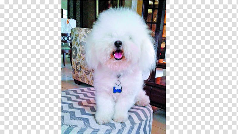 Maltese dog Bolognese dog Havanese dog Bichon Frise Coton de Tulear, puppy transparent background PNG clipart
